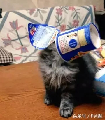 小猫热坏了 主人赶紧用冷酸奶给它冰脸 可五分钟后笑喷了!