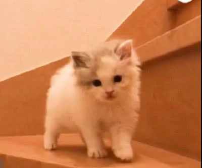小奶猫第一次爬楼梯 像兔子一样跳的 不过那黑色的小尾巴太抢镜了!