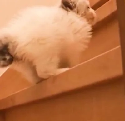 小奶猫第一次爬楼梯 像兔子一样跳的 不过那黑色的小尾巴太抢镜了!