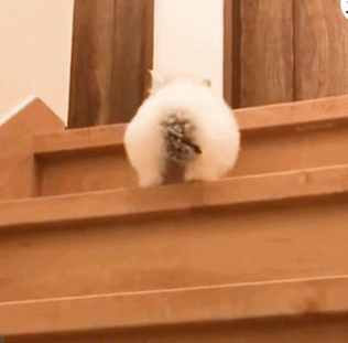 小奶猫第一次爬楼梯 像兔子一样跳的 不过那黑色的小尾巴太抢镜了!