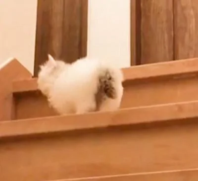 小奶猫第一次爬楼梯 像兔子一样跳的 不过那黑色的小尾巴太抢镜了!