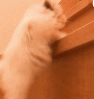 小奶猫第一次爬楼梯 像兔子一样跳的 不过那黑色的小尾巴太抢镜了!