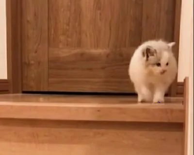 小奶猫第一次爬楼梯 像兔子一样跳的 不过那黑色的小尾巴太抢镜了!