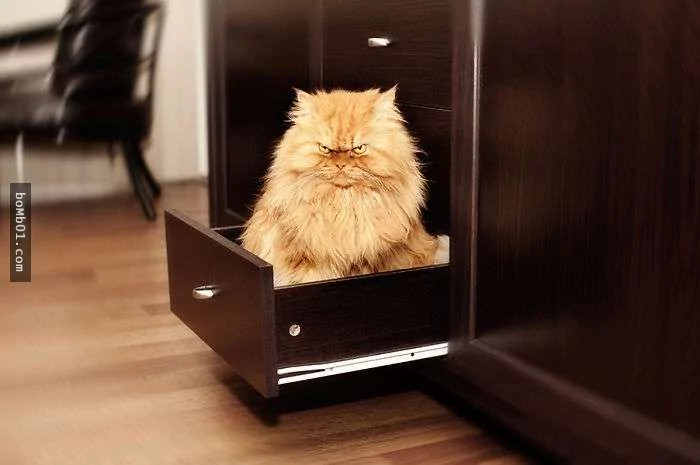 愤怒鸟已经落伍了!来看看什么叫愤怒猫吧!