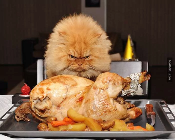 愤怒鸟已经落伍了!来看看什么叫愤怒猫吧!