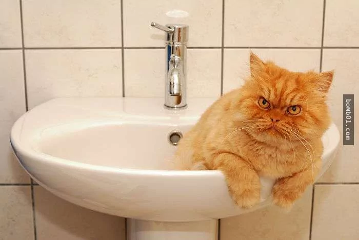愤怒鸟已经落伍了!来看看什么叫愤怒猫吧!
