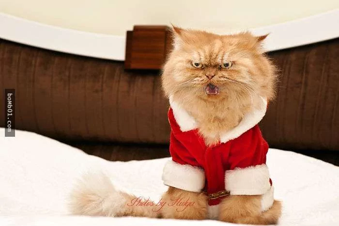 愤怒鸟已经落伍了!来看看什么叫愤怒猫吧!