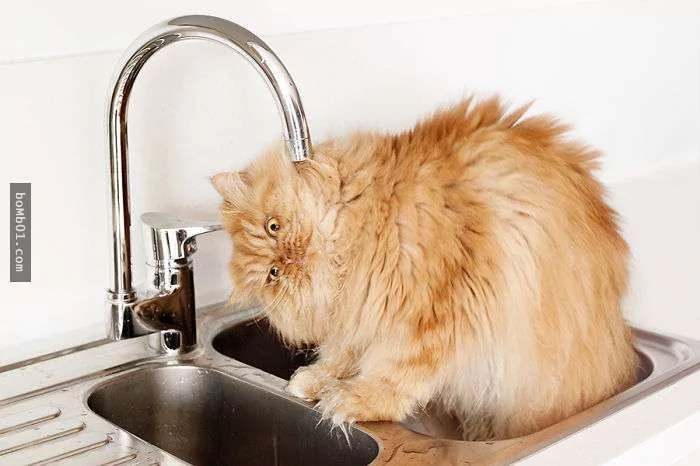 愤怒鸟已经落伍了!来看看什么叫愤怒猫吧!