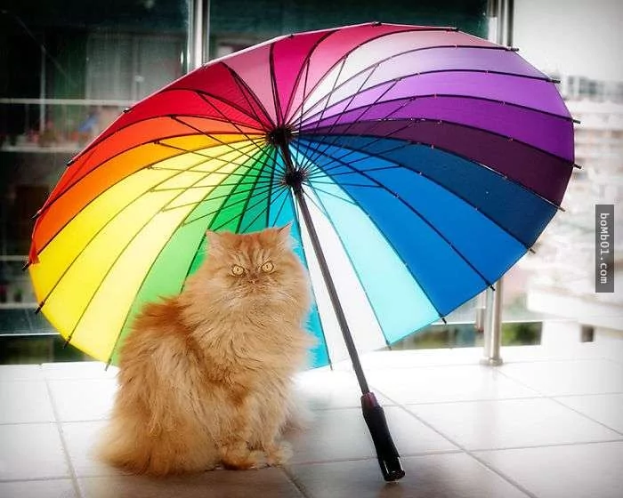 愤怒鸟已经落伍了!来看看什么叫愤怒猫吧!