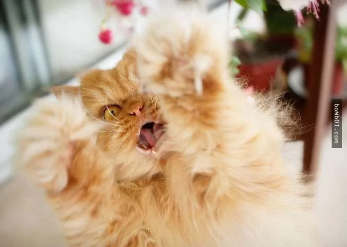 愤怒鸟已经落伍了!来看看什么叫愤怒猫吧!