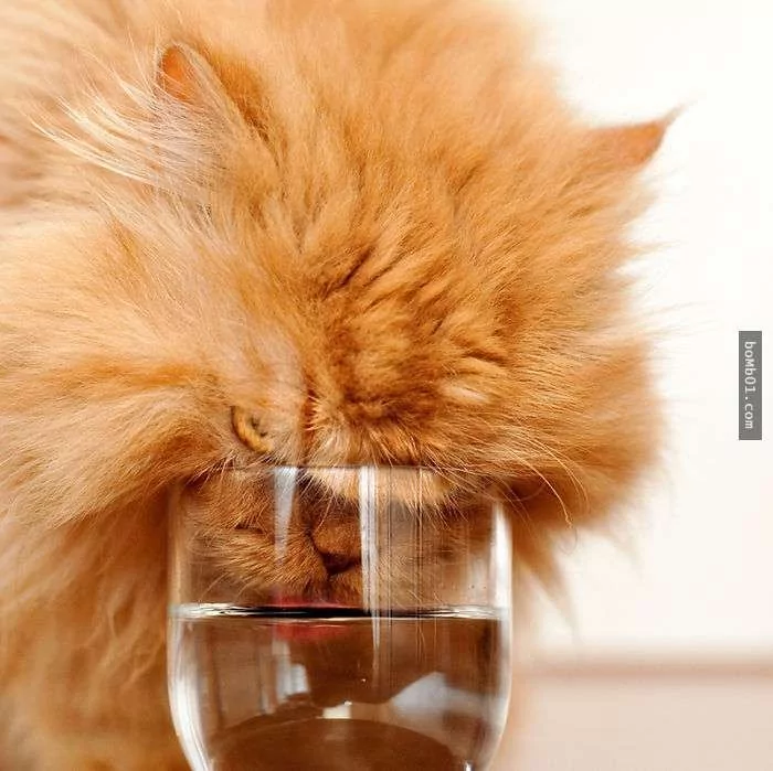 愤怒鸟已经落伍了!来看看什么叫愤怒猫吧!