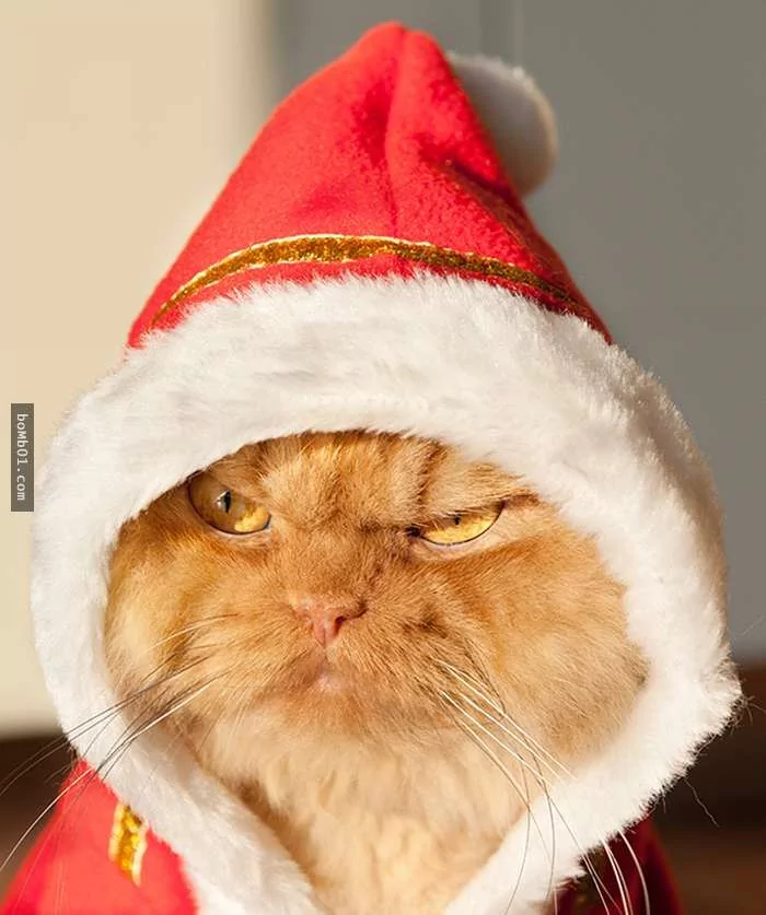 愤怒鸟已经落伍了!来看看什么叫愤怒猫吧!