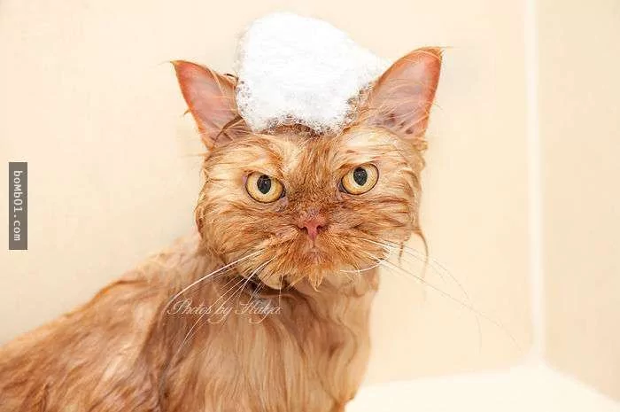 愤怒鸟已经落伍了!来看看什么叫愤怒猫吧!
