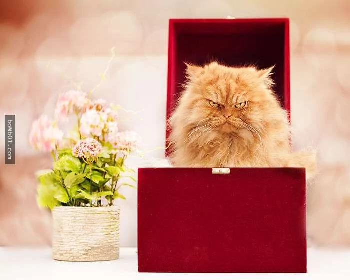 愤怒鸟已经落伍了!来看看什么叫愤怒猫吧!