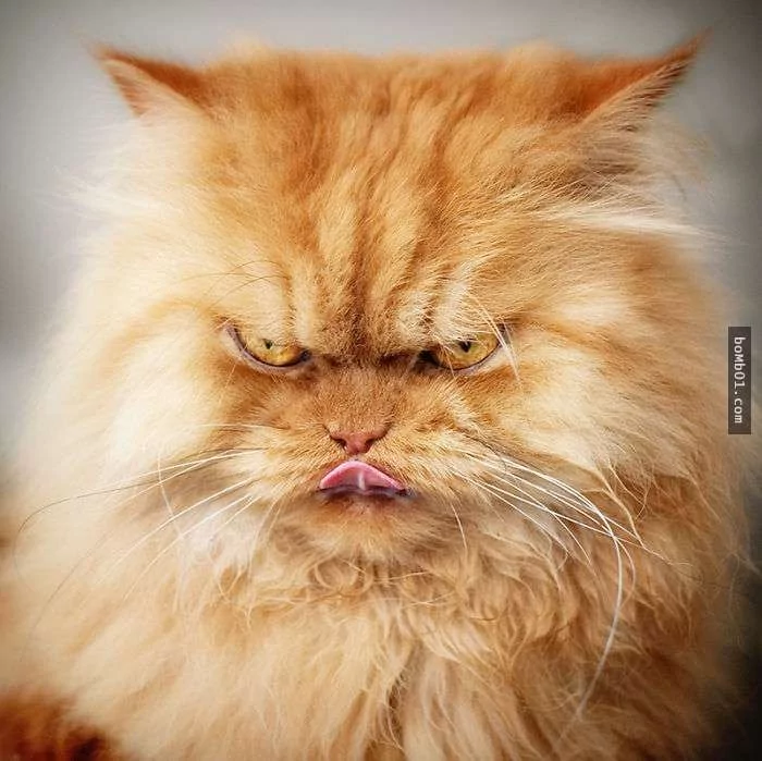 愤怒鸟已经落伍了!来看看什么叫愤怒猫吧!