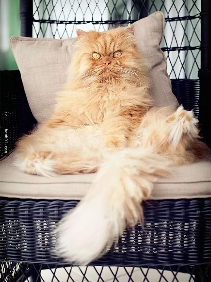 愤怒鸟已经落伍了!来看看什么叫愤怒猫吧!