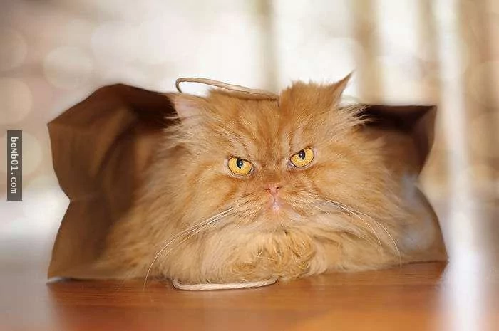愤怒鸟已经落伍了!来看看什么叫愤怒猫吧!