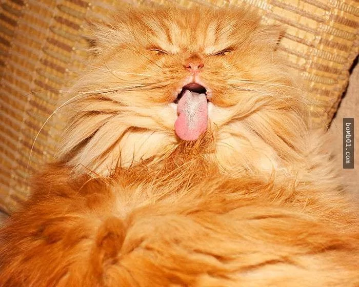 愤怒鸟已经落伍了!来看看什么叫愤怒猫吧!