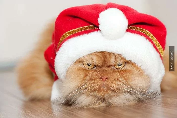 愤怒鸟已经落伍了!来看看什么叫愤怒猫吧!