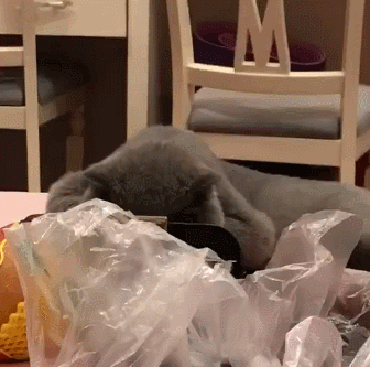 主人:这有个翻钱包的猫!猫咪:别声张 我就是看看有没有小鱼干?