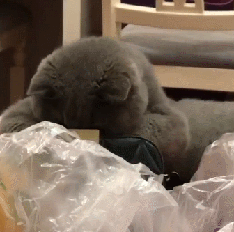 主人:这有个翻钱包的猫!猫咪:别声张 我就是看看有没有小鱼干?