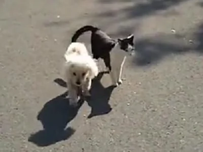 猫咪保护视力衰弱的狗狗 它要撞上轮胎了 猫咪直接用身子挡开 超暖心!