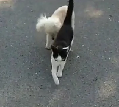 猫咪保护视力衰弱的狗狗 它要撞上轮胎了 猫咪直接用身子挡开 超暖心!
