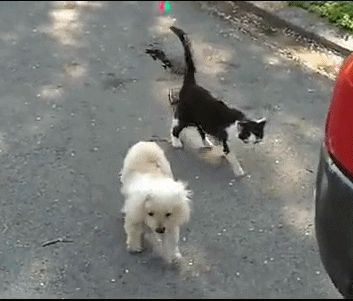 猫咪保护视力衰弱的狗狗 它要撞上轮胎了 猫咪直接用身子挡开 超暖心!
