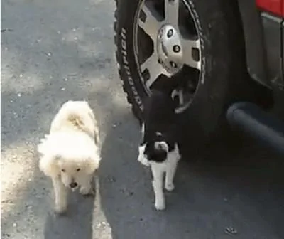 猫咪保护视力衰弱的狗狗 它要撞上轮胎了 猫咪直接用身子挡开 超暖心!