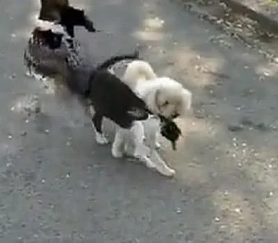 猫咪保护视力衰弱的狗狗 它要撞上轮胎了 猫咪直接用身子挡开 超暖心!