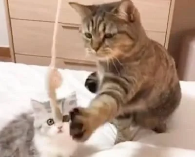 大猫教小奶猫玩玩具 小奶猫学得有模有样 网友:这小爪子太可爱了!