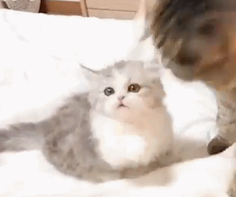 大猫教小奶猫玩玩具 小奶猫学得有模有样 网友:这小爪子太可爱了!