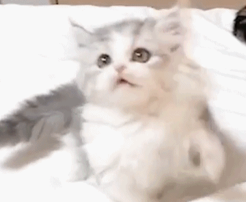 大猫教小奶猫玩玩具 小奶猫学得有模有样 网友:这小爪子太可爱了!
