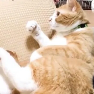 橘猫在床边玩耍 差点就掉下去 吓得身子抖了抖 橘猫:吓死宝宝了!