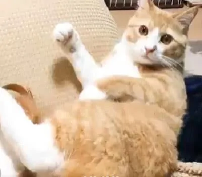 橘猫在床边玩耍 差点就掉下去 吓得身子抖了抖 橘猫:吓死宝宝了!