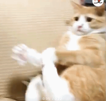 橘猫在床边玩耍 差点就掉下去 吓得身子抖了抖 橘猫:吓死宝宝了!