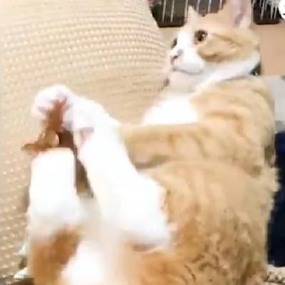 橘猫在床边玩耍 差点就掉下去 吓得身子抖了抖 橘猫:吓死宝宝了!