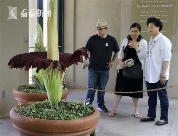 “尸花”开花散发恶臭味 游客涌入争相“闻臭”