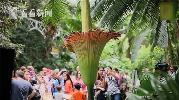 “尸花”开花散发恶臭味 游客涌入争相“闻臭”