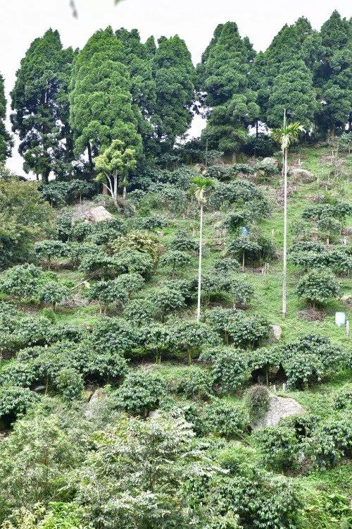 充满故事与人情味的私房茶“咖啡蜜壳茶”