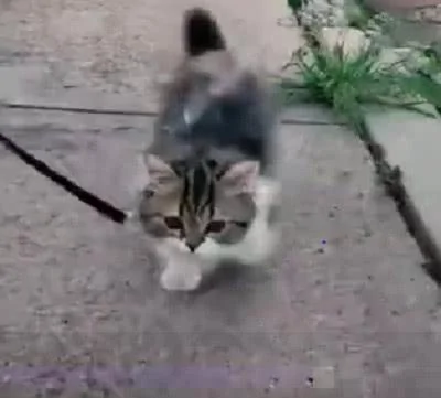 主人出门遛猫 小猫咪跑步的样子可爱极了 回头率直追100%!