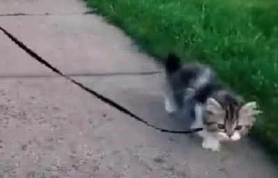 主人出门遛猫 小猫咪跑步的样子可爱极了 回头率直追100%!