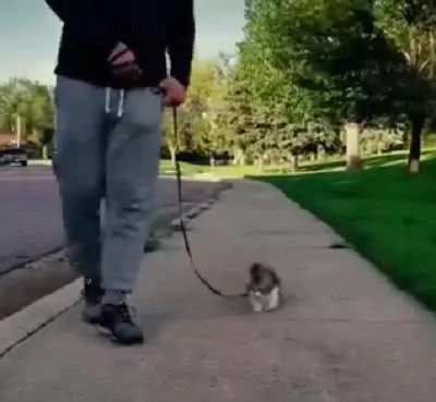 主人出门遛猫 小猫咪跑步的样子可爱极了 回头率直追100%!