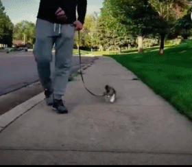 主人出门遛猫 小猫咪跑步的样子可爱极了 回头率直追100%!
