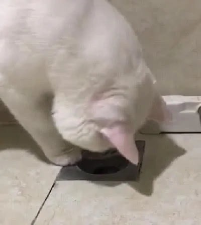 养猫千日用猫一时 猫咪为主人疏通下水道 太尽职了!