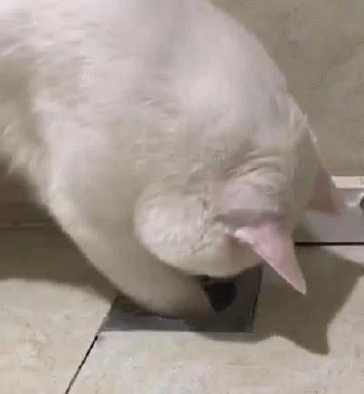 养猫千日用猫一时 猫咪为主人疏通下水道 太尽职了!