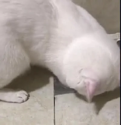 养猫千日用猫一时 猫咪为主人疏通下水道 太尽职了!