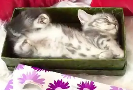 小猫咪在箱子里睡觉想翻个身 可是空间不够 猫咪只能这样做!