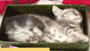 小猫咪在箱子里睡觉想翻个身 可是空间不够 猫咪只能这样做!