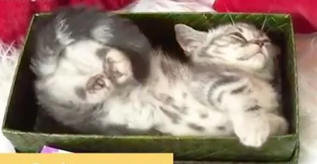 小猫咪在箱子里睡觉想翻个身 可是空间不够 猫咪只能这样做!